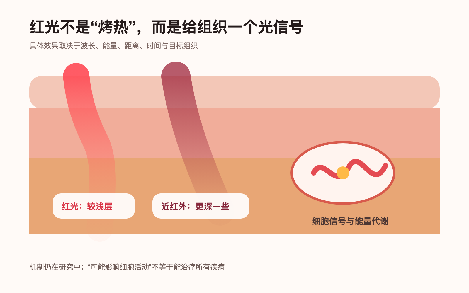 红光和近红外光的作用示意